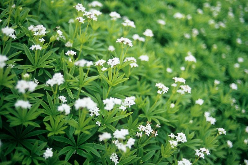 Sweet Woodruff's Bitter Defeat Under Trees