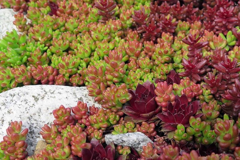 Miniature Stonecrop