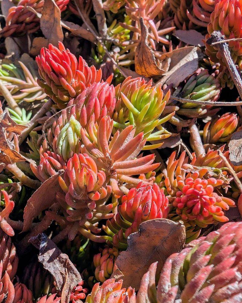 Sedum