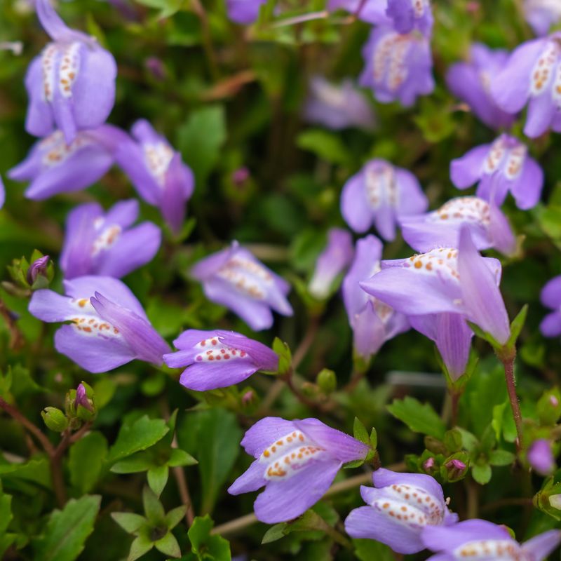 Mazus: The Lawn Alternative