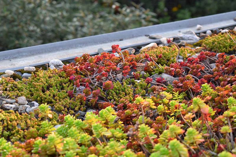 Sedum (Stonecrop)