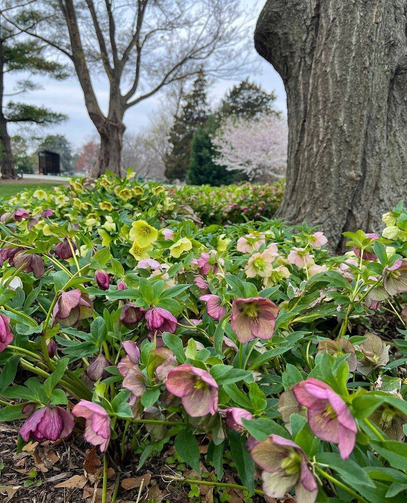 Hellebores (Lenten Rose)