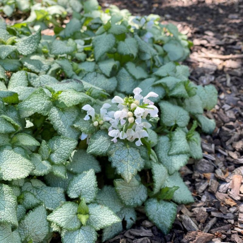Lamium (Dead Nettle)