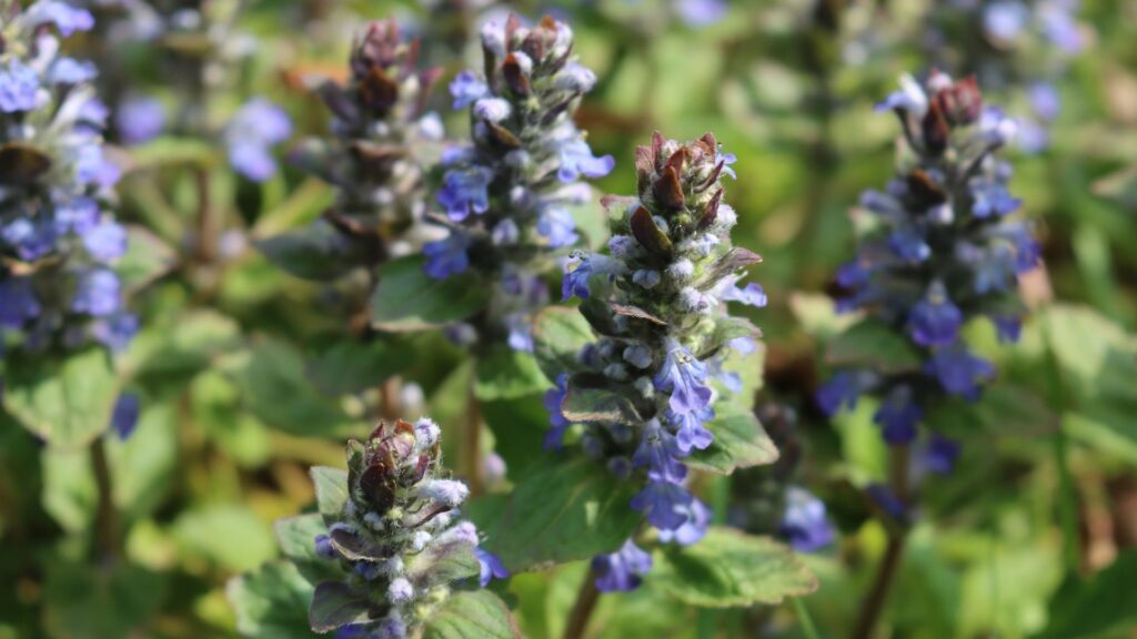 Ajuga (Carpet Bugle)