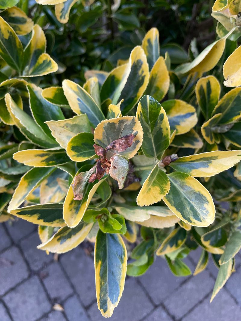 Euonymus: Scale-Infested Eyesore
