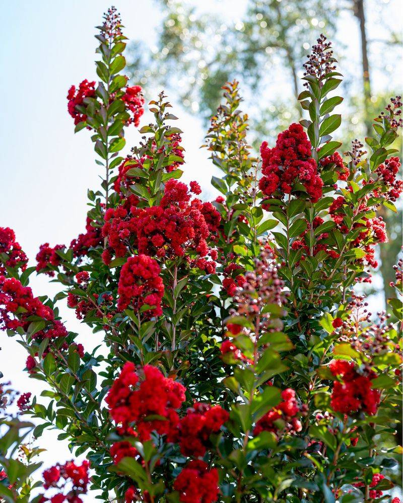 Crape Myrtle