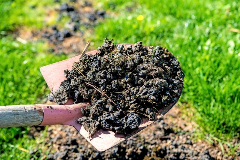 Fresh Manure Applications