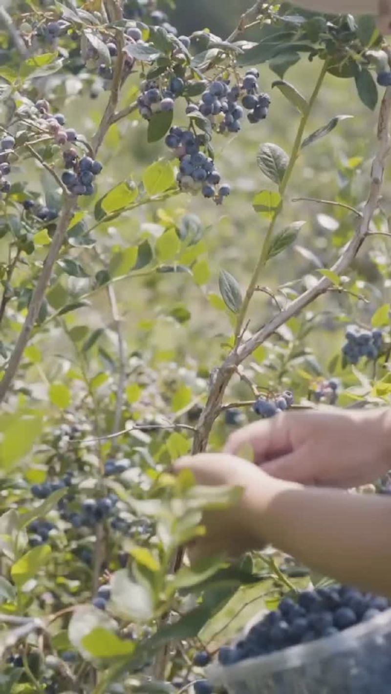 Blueberry Bushes Are Short