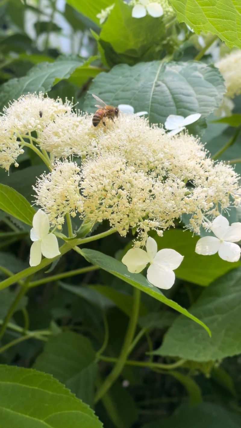 Hydrangeas Need Fertilizer Year-Round