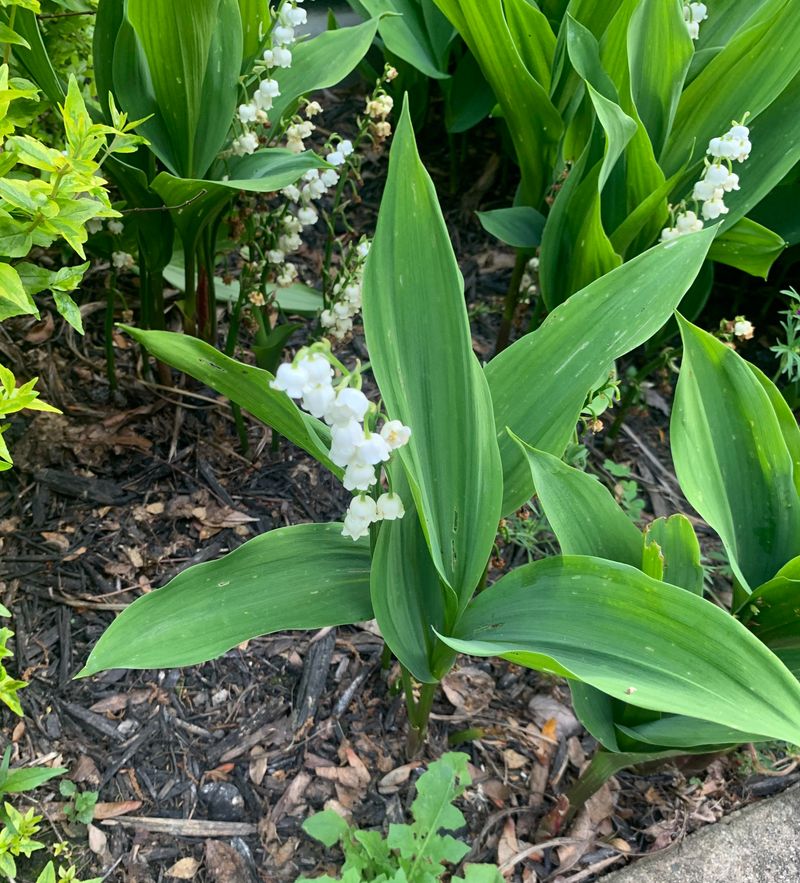 Toxic Lily of the Valley