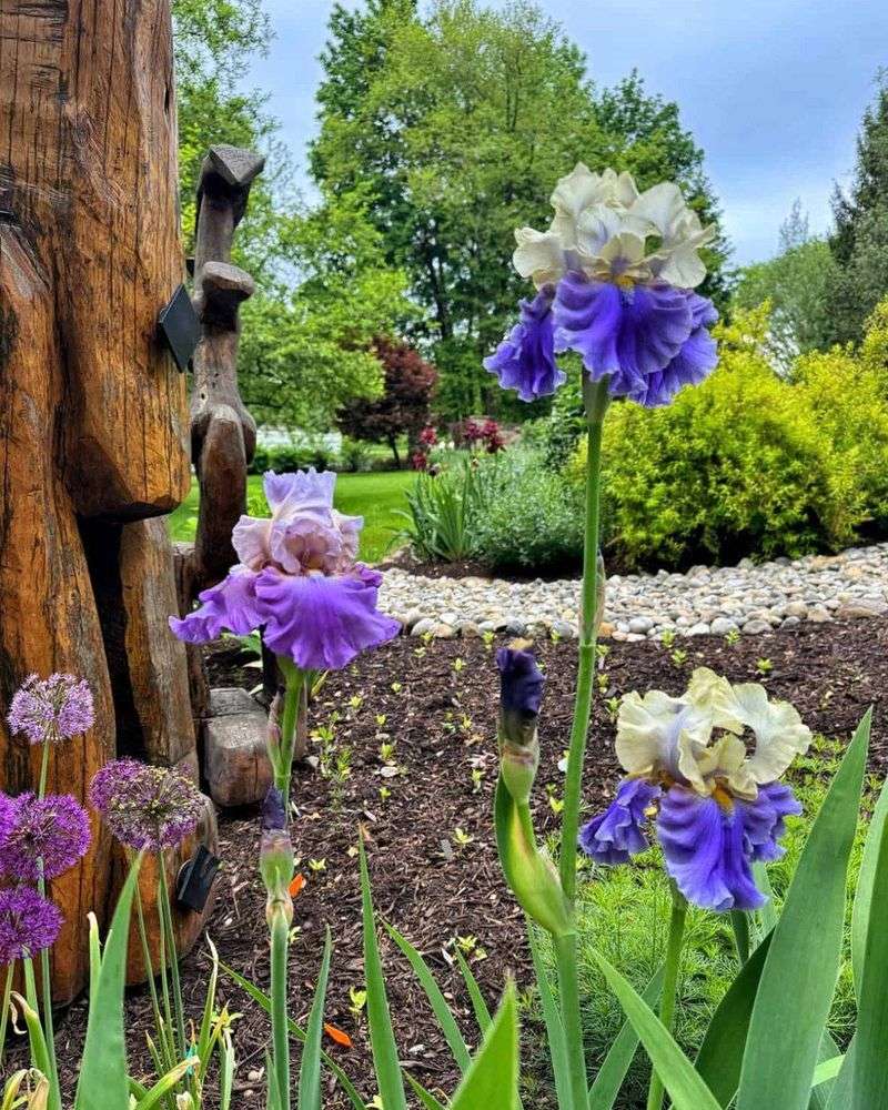 Irises