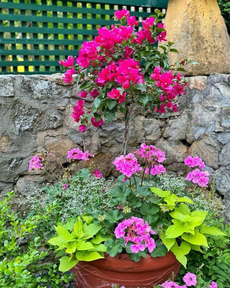Geraniums with Roses