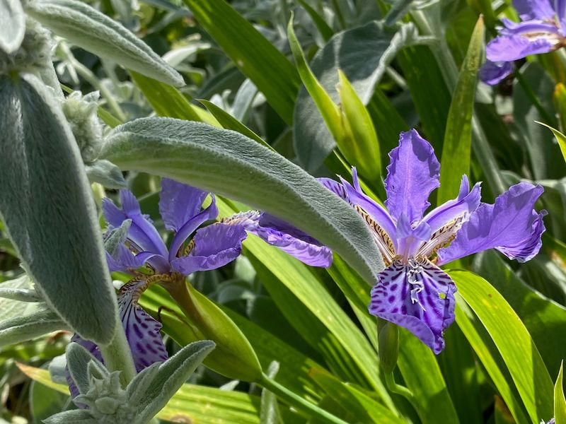 Lamb's Ear (Stachys byzantina)