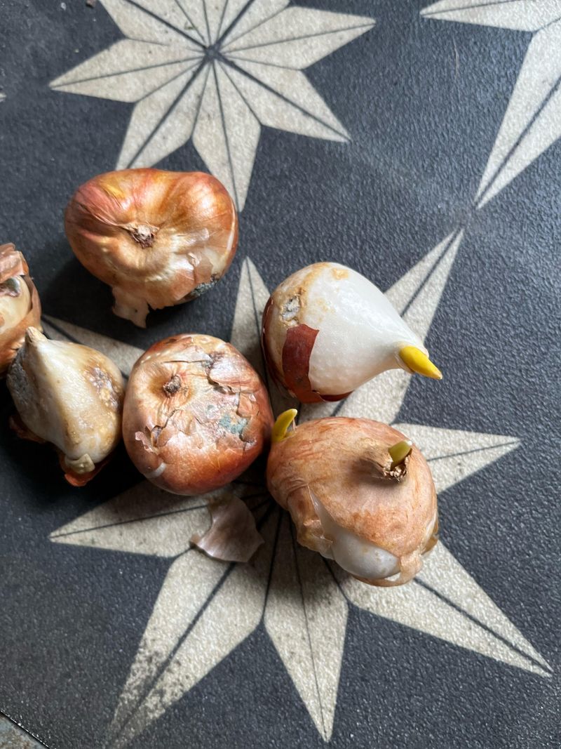 Consider Lifting and Storing Bulbs