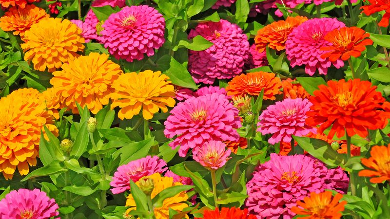 Underestimating Space Needs For Mature Plants