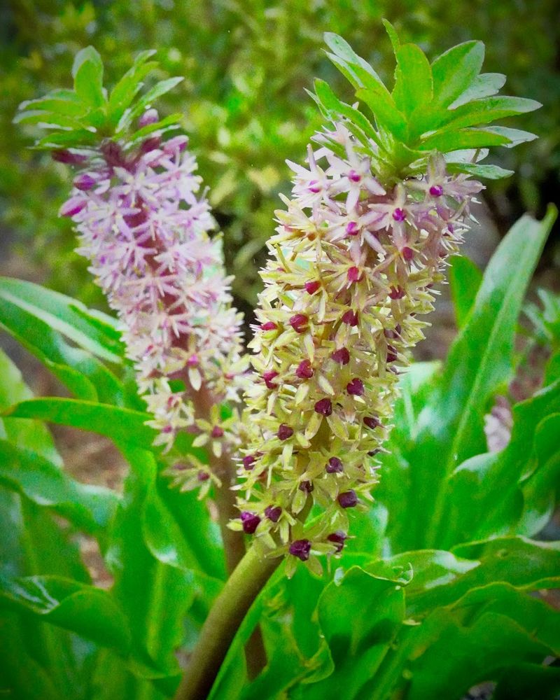 Elegant Eucomis