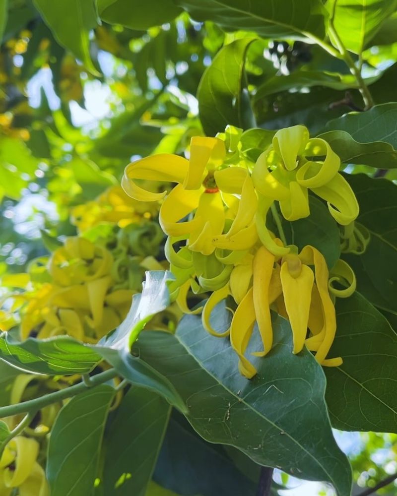 Ylang Ylang Tree