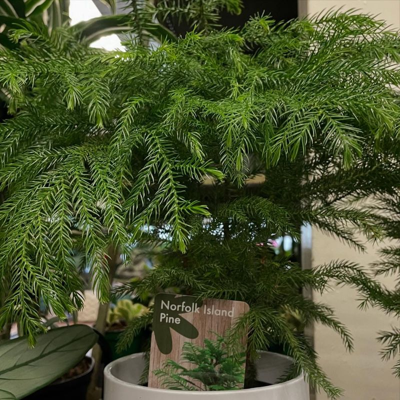 Norfolk Island Pine