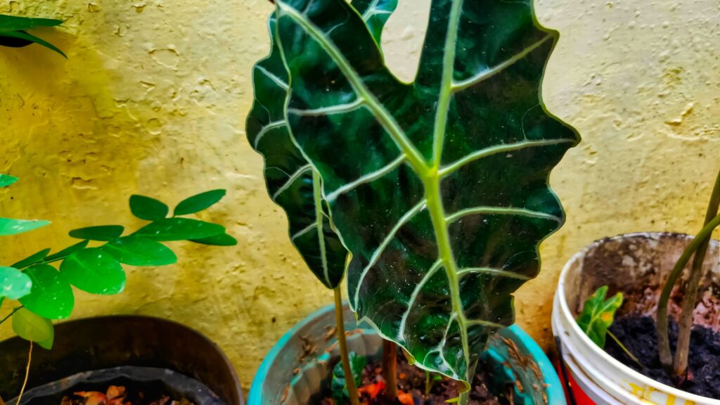 Alocasia amazonica