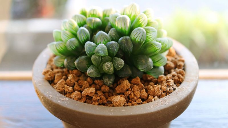 Haworthia