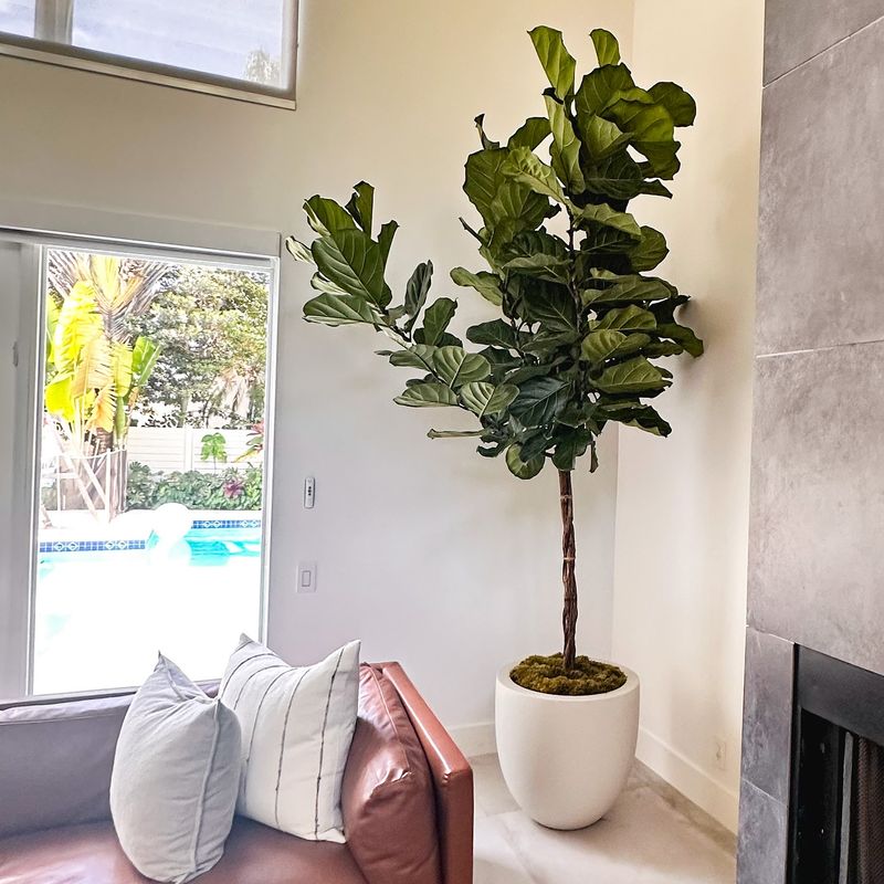 Fiddle Leaf Fig