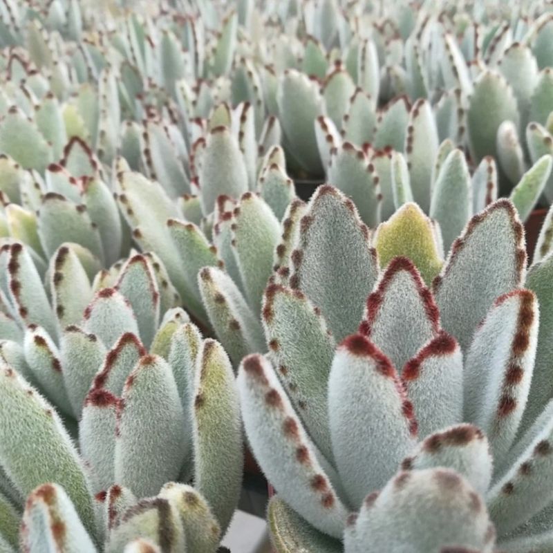 Panda Plant