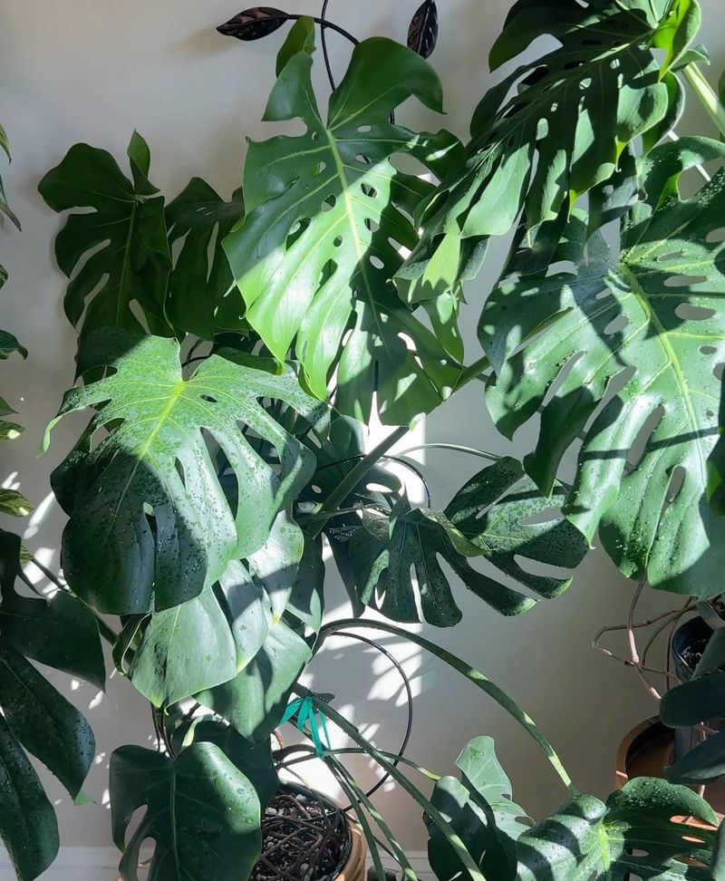 Monstera's Wild Summer Freedom