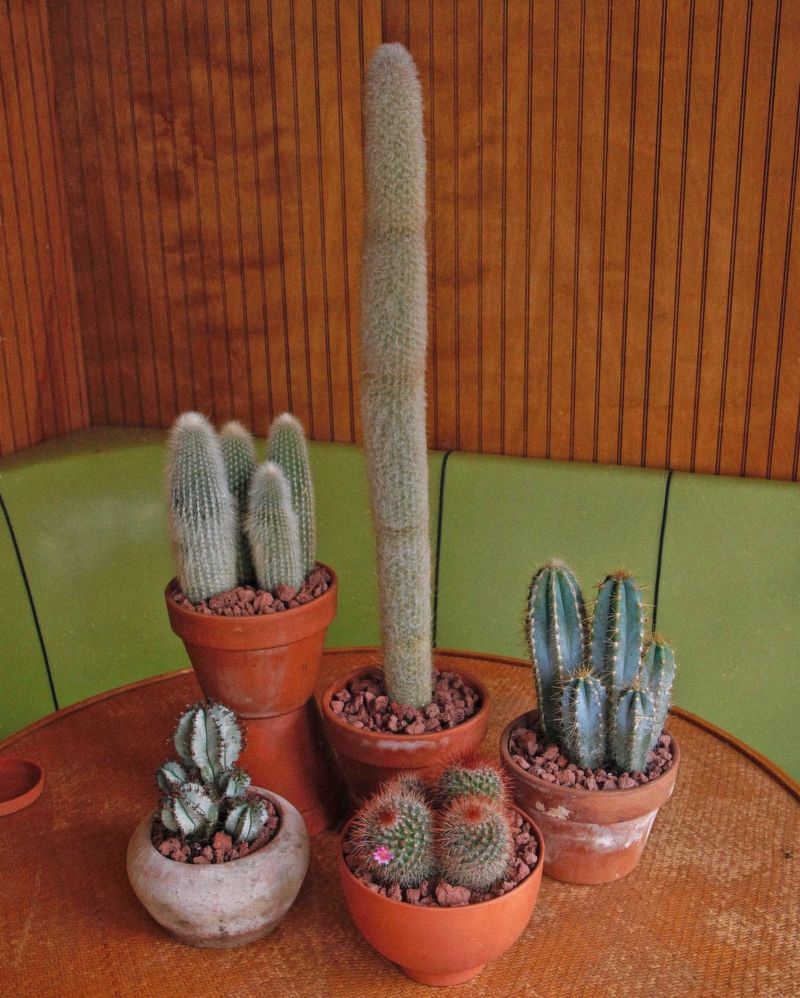 Cacti