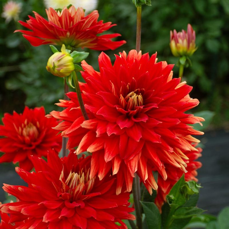 Cactus Dahlias