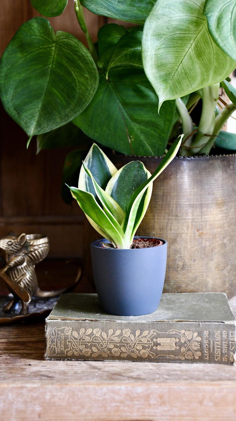 Snake Plant (Sansevieria)