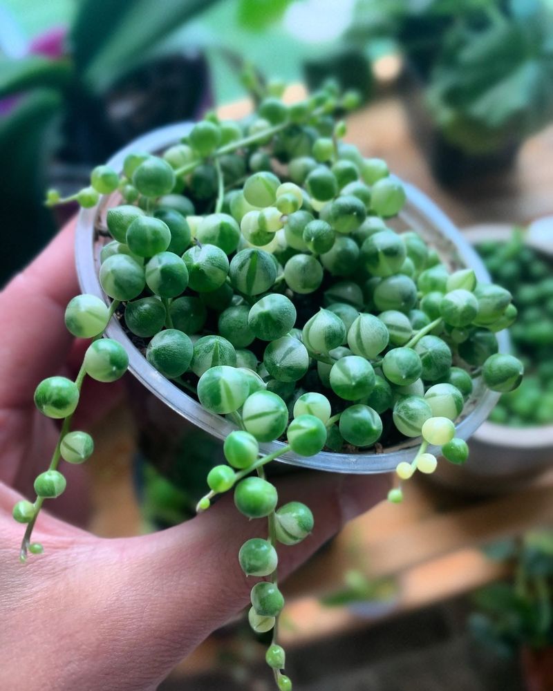 String of Pearls