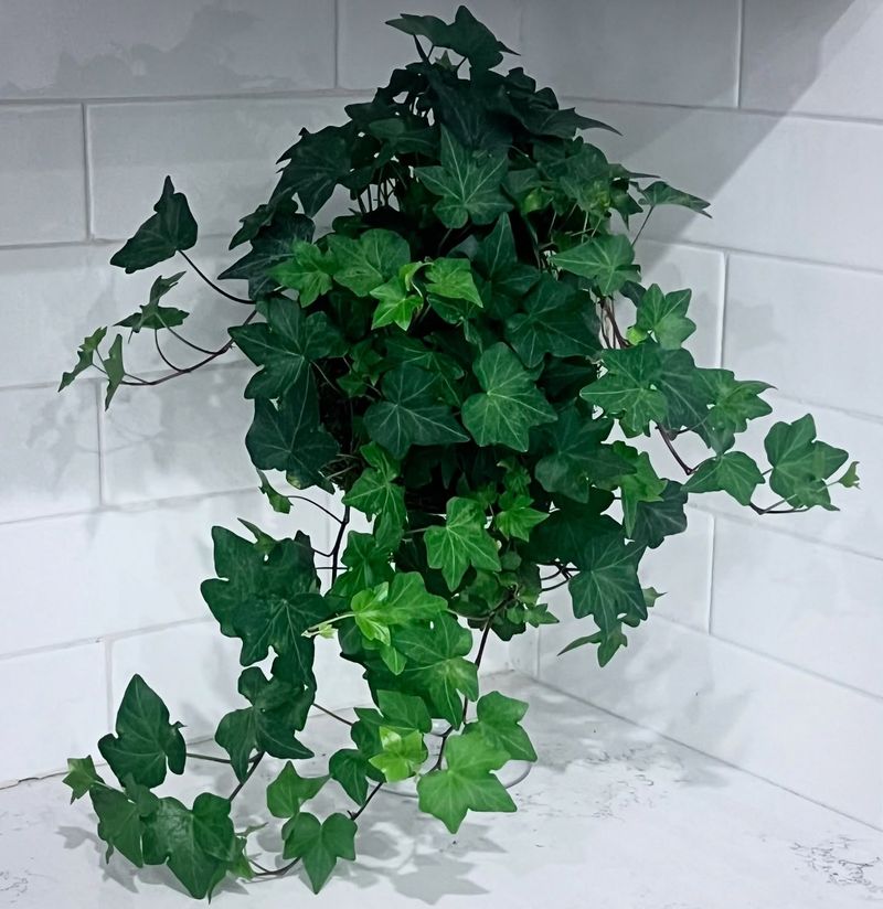 English Ivy (Hedera helix)