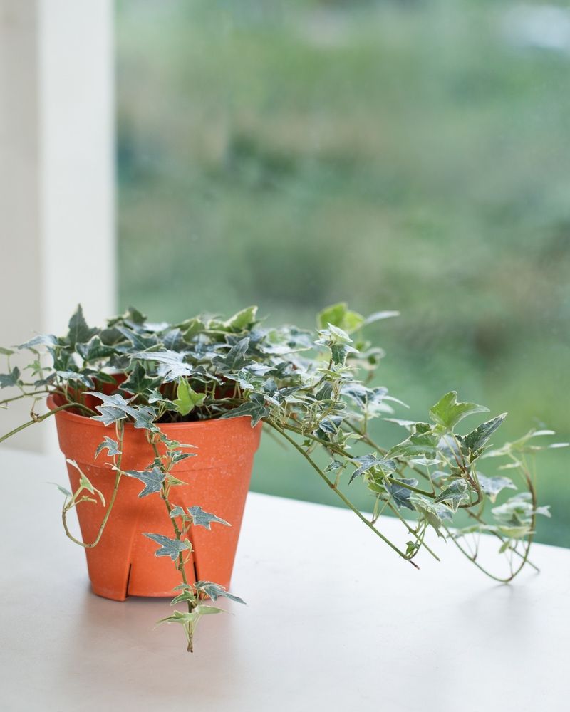 English Ivy: The Bathroom Champion