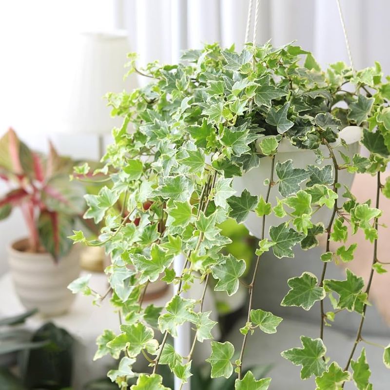 English Ivy: The Mold Reducer