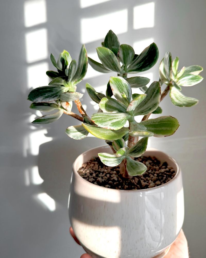 Variegated Jade Plant