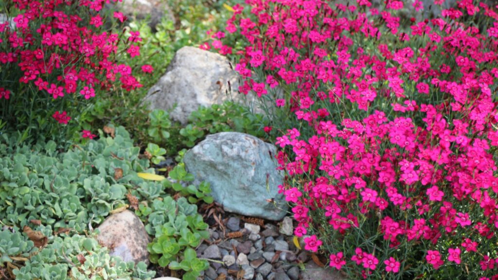Alpine Rockery