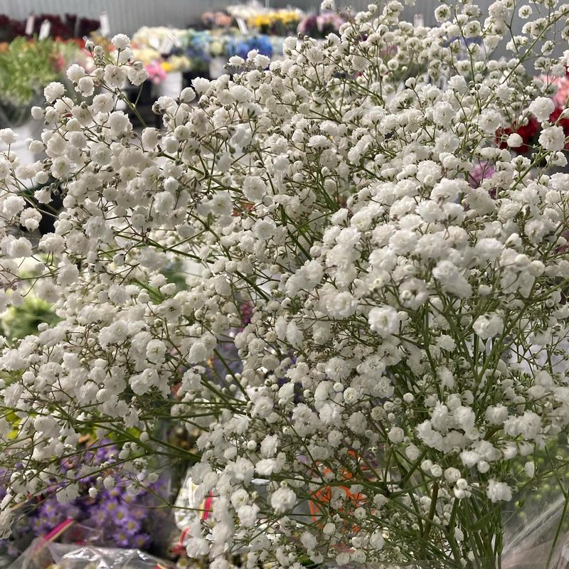 Baby's Breath (Gypsophila)