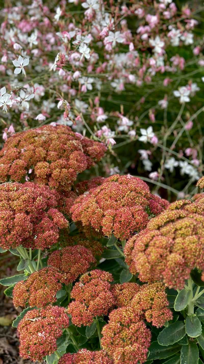 Alternative: Sedum 'Autumn Joy' - The Four-Season Performer