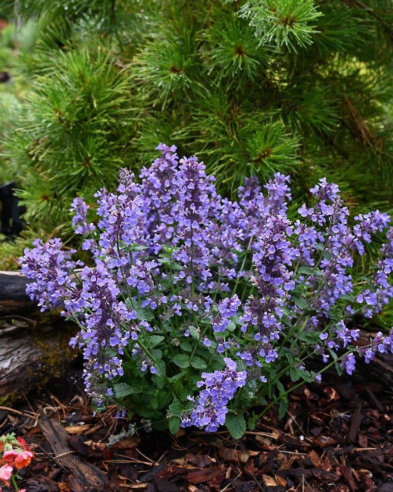 Alternative: Nepeta 'Walker's Low' - The Indestructible Beauty
