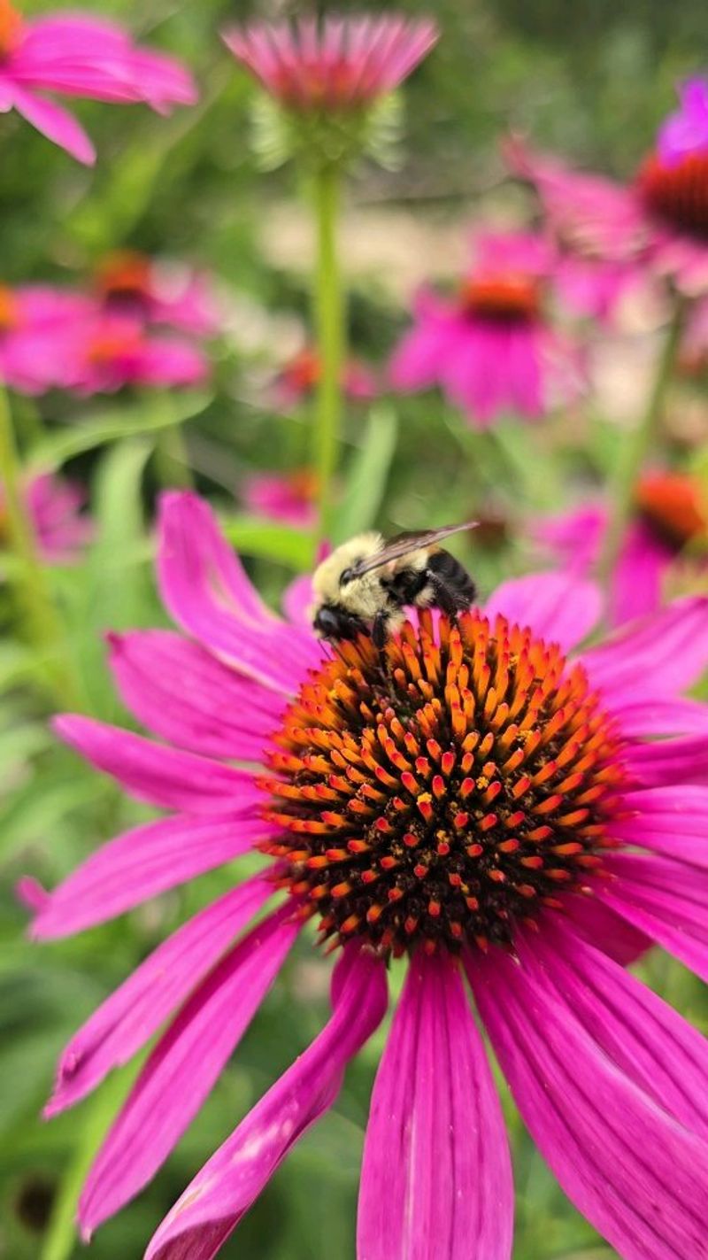 Alternative: Echinacea 'PowWow Wild Berry' - The Reliable Coneflower