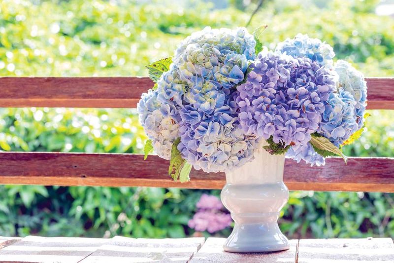 Hydrangea Tea Ceremonies