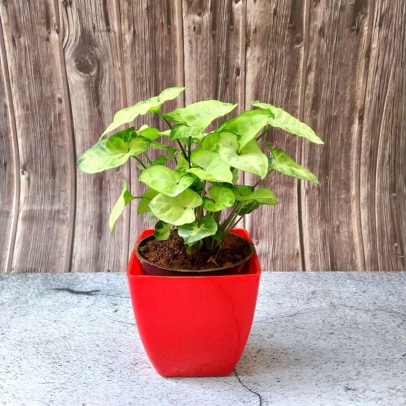 Arrowhead Plant (Syngonium podophyllum)