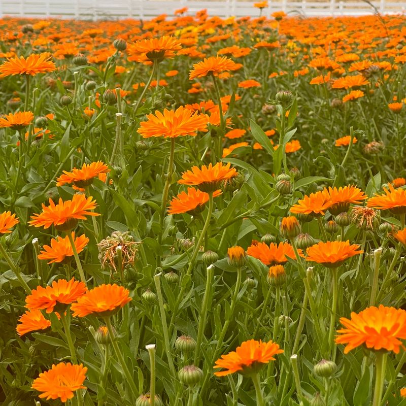 Calendula