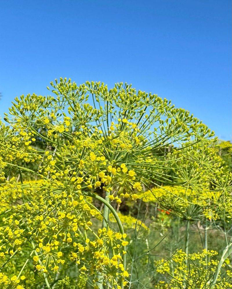 Dill