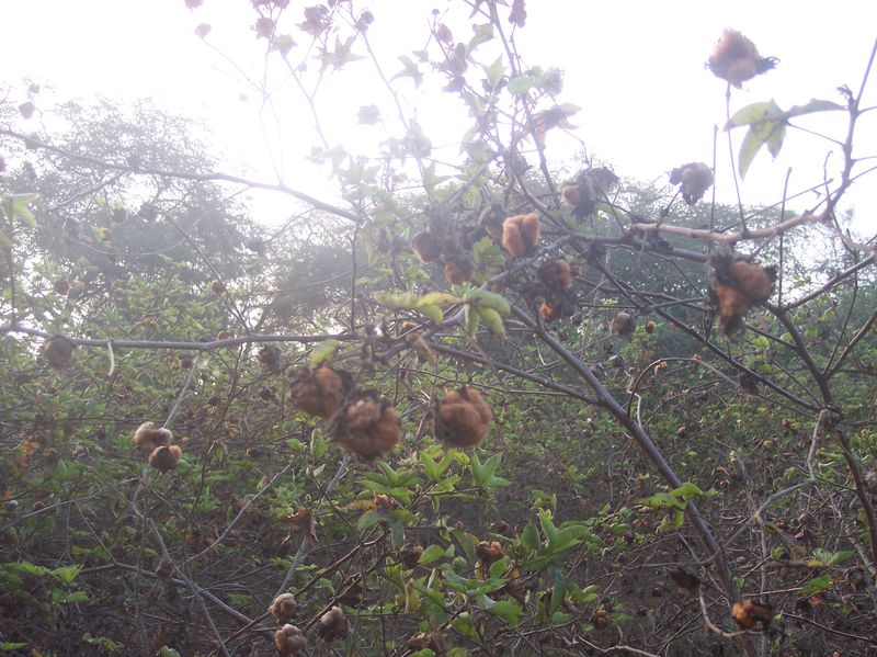 Prehistoric Cotton - The Peruvian Time Capsule