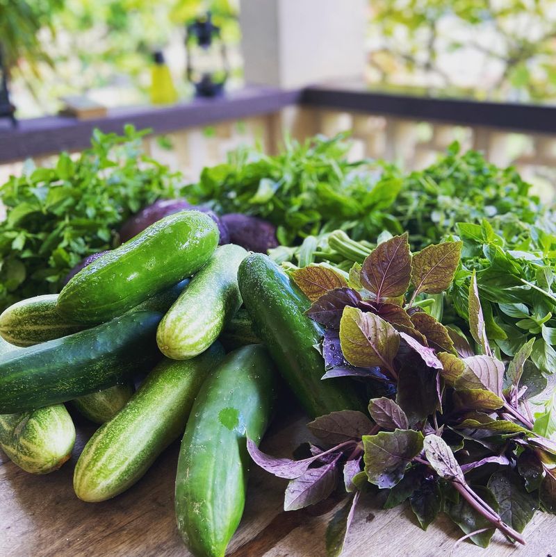 Cucumbers