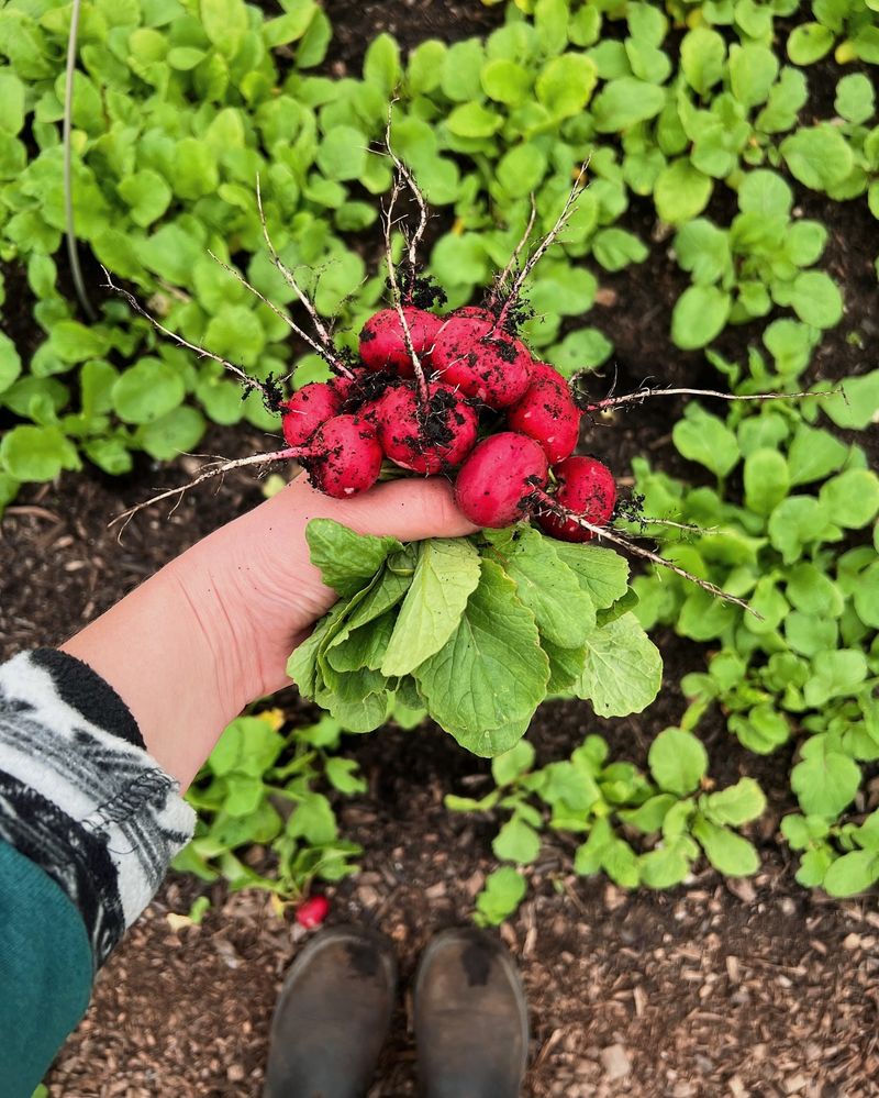 Between Rows of Slow-Growing Vegetables