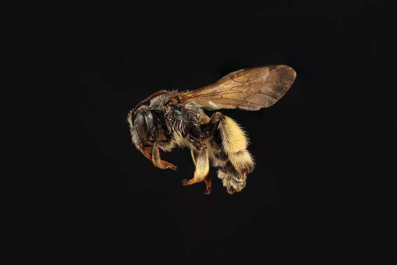 Macropis Cuckoo Bee