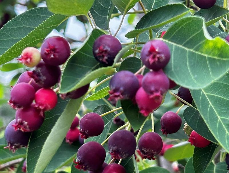 Serviceberry: Four-Season Privacy