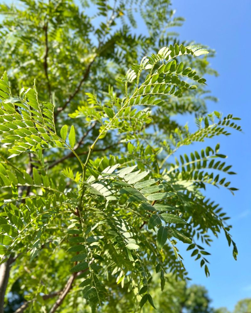 Thornless Honeylocust